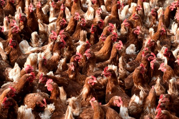 La grippe aviaire, une zoonose qui décime la volaille: une stractegie pour vaincre
