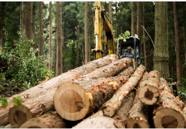 La crise de la déforestation au Cameroun : révéler les complexités de la coupe des bois et le rôle de l’Etat.